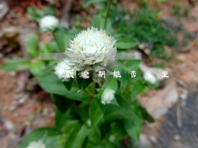貸款逾期能否乘坐飛機？影響因素解析